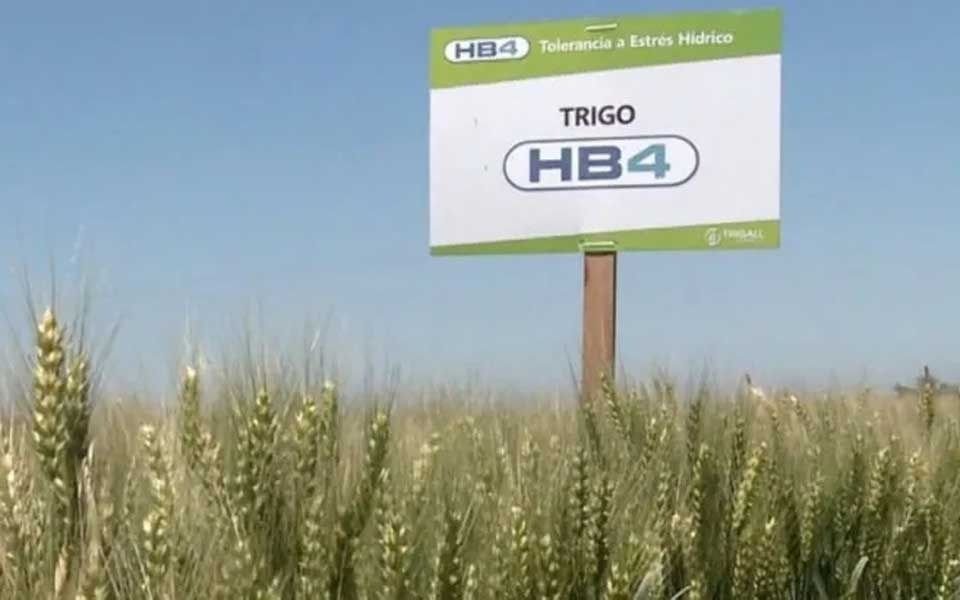Trigo transgénico: diferencias en el agro tras la aprobación de siembra en Argentina