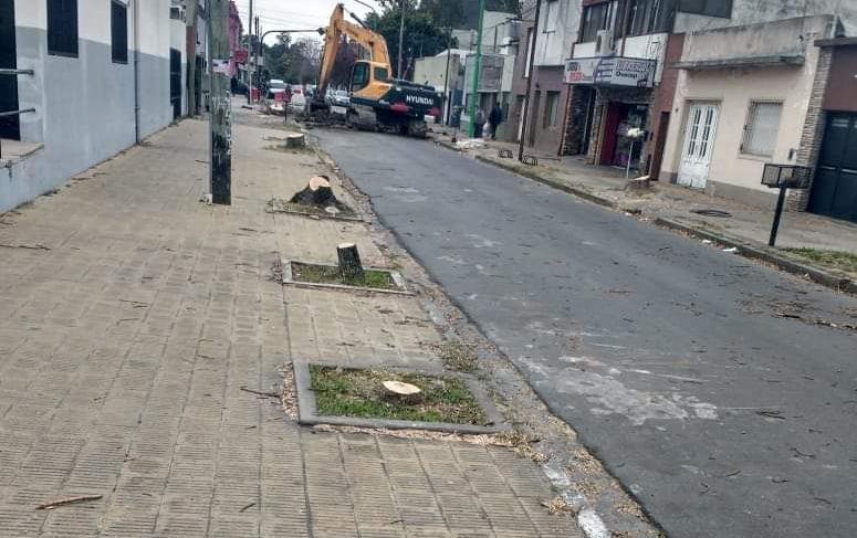 Otra polémica por la tala de árboles en Ensenada