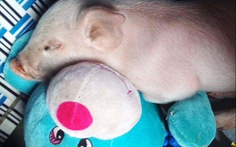 Una familia platense ofrece recompensa por la aparición de su mascota, la chancha "Lucy"