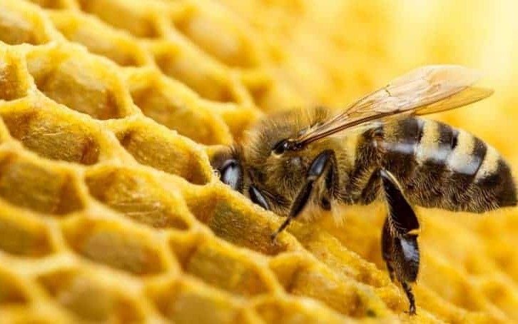Día Mundial de las abejas: la importancia de sus habilidades para nuestra vida