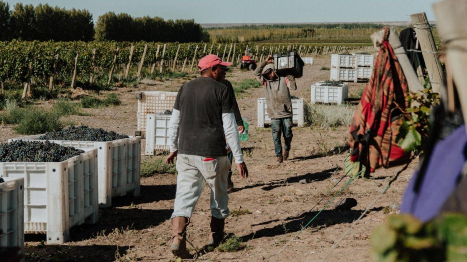 Para Bodega Familia Schroeder la Vendimia 2022 fue positiva