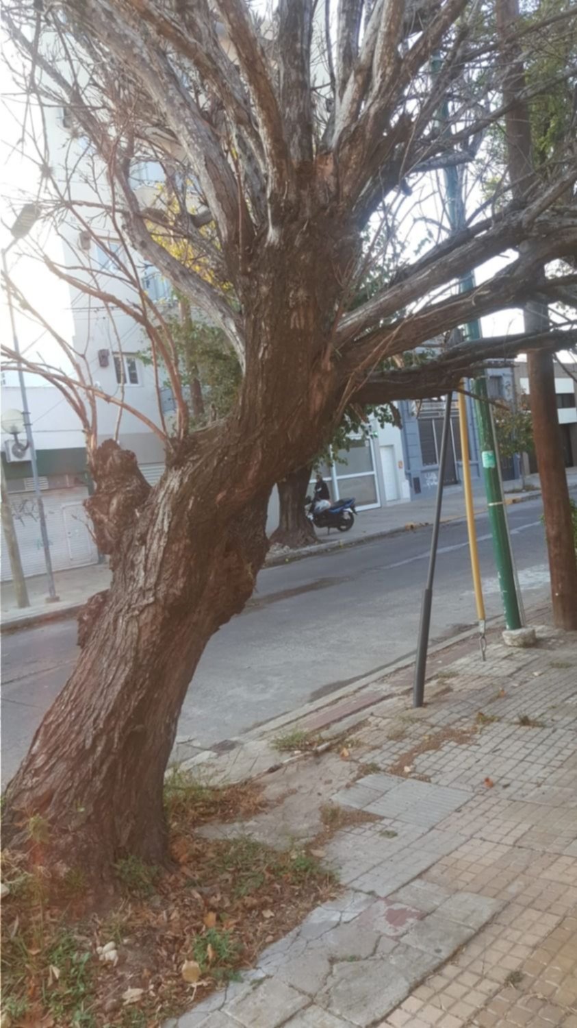 Peligro por un árbol que puede caer en 19 y 64