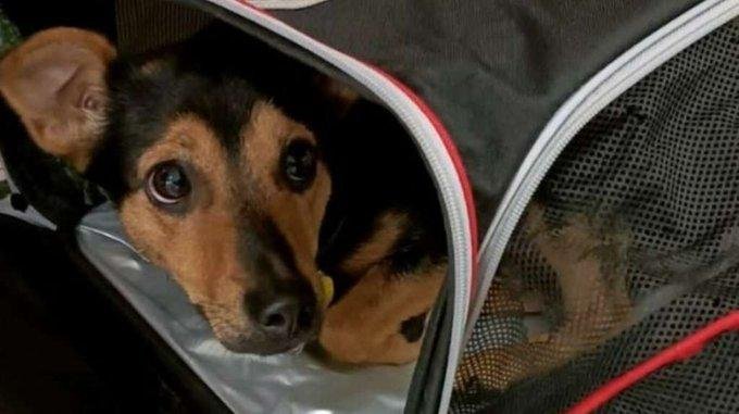 Clamor por Coco, el perro retenido en el Aeropuerto de Ezeiza