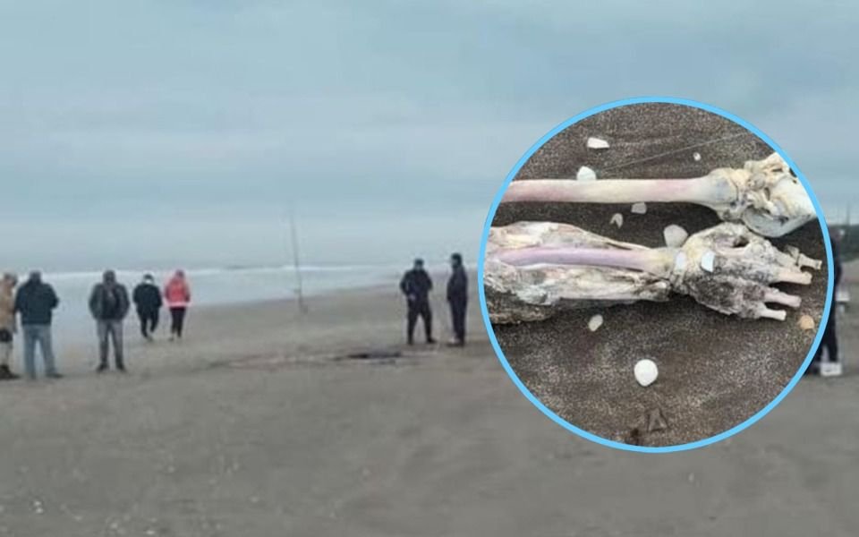 Estupor en una playa bonaerense: pescador trajo restos humanos enganchados en el anzuelo