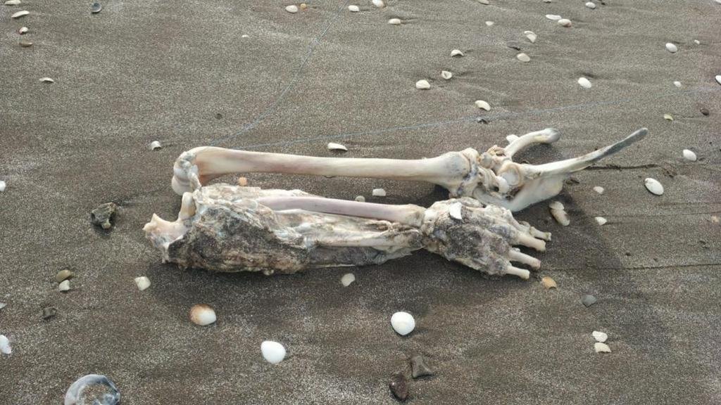 Un pescador sacó restos humanos en Mar de Ajo