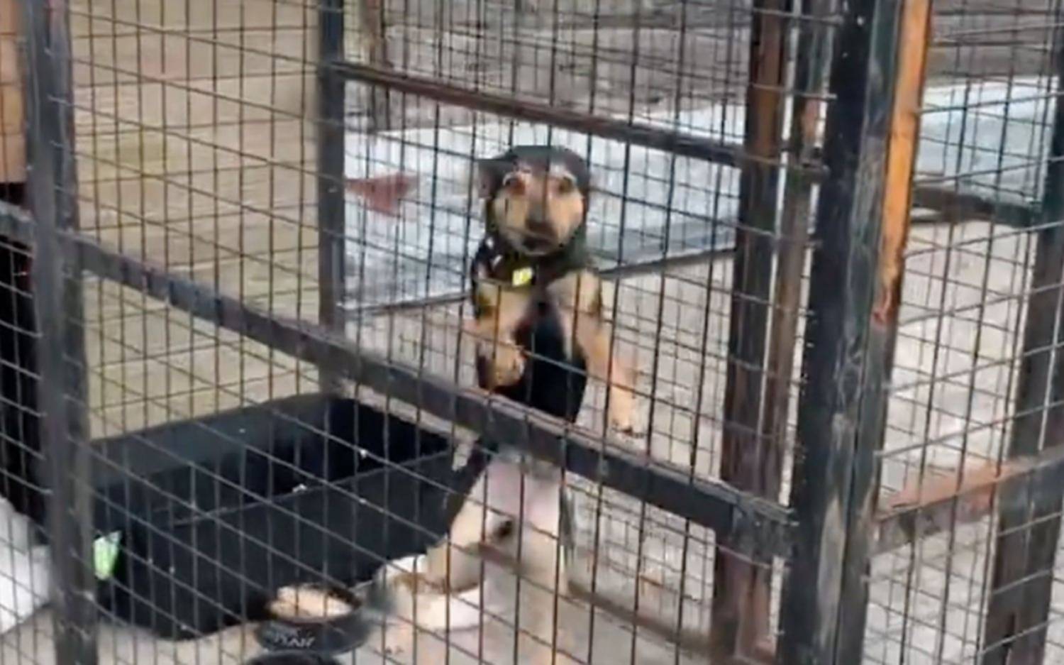 Así vive la cuarentena Coco, el perro varado en Ezeiza