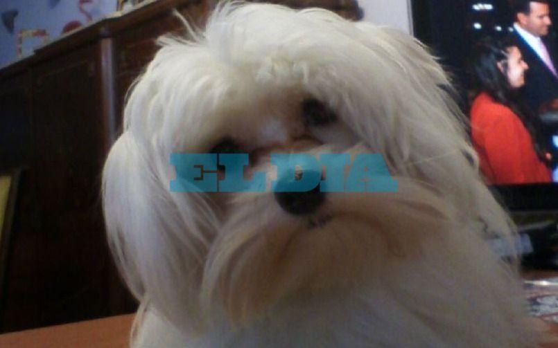 Un perro muerto y otro con las costillas quebradas: fuerte denuncia en La Plata
