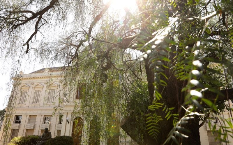 Gracias a su arbolado, la UNLP absorbe todas las emisiones de carbono que produce