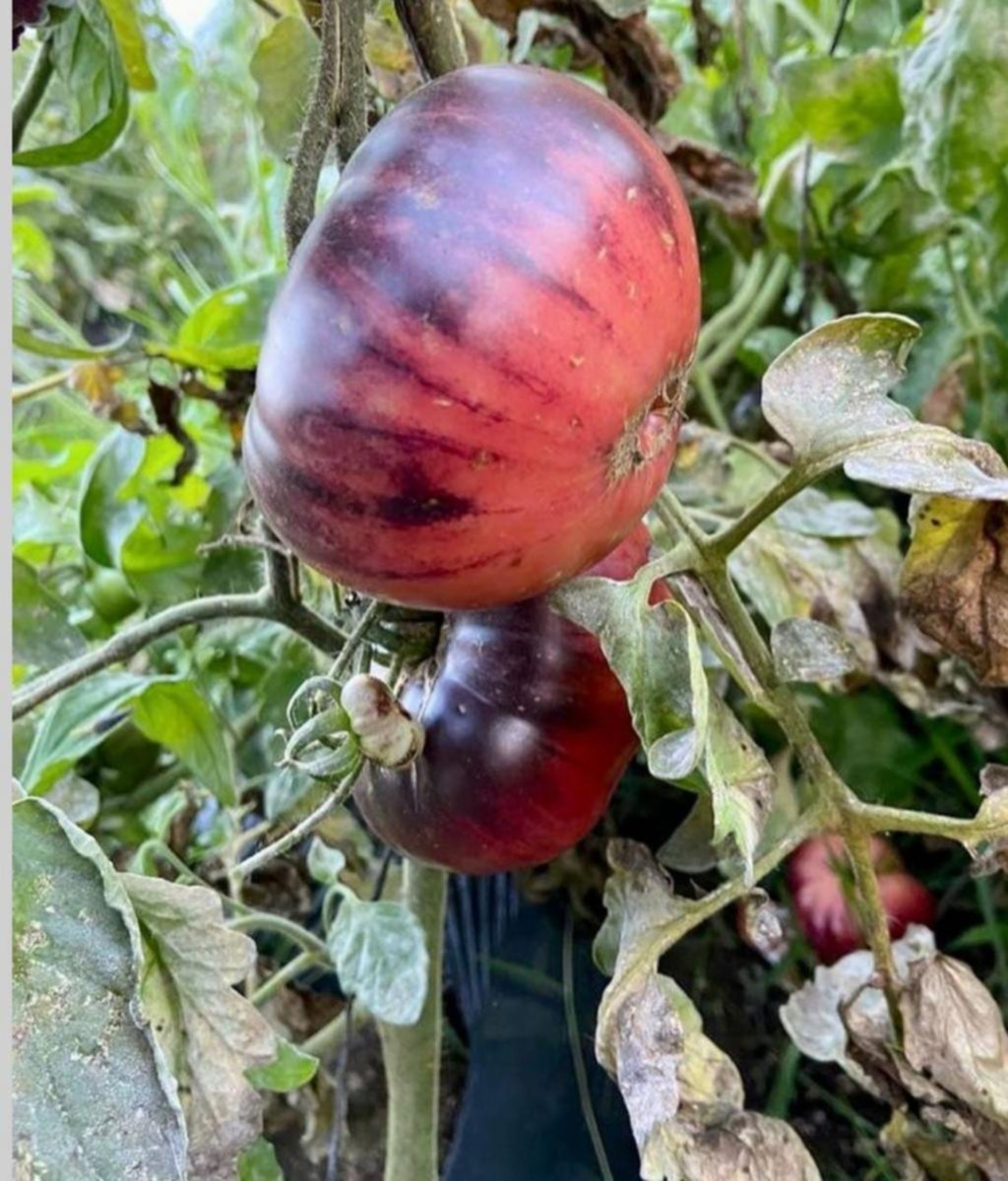 Temporada de tomate blue