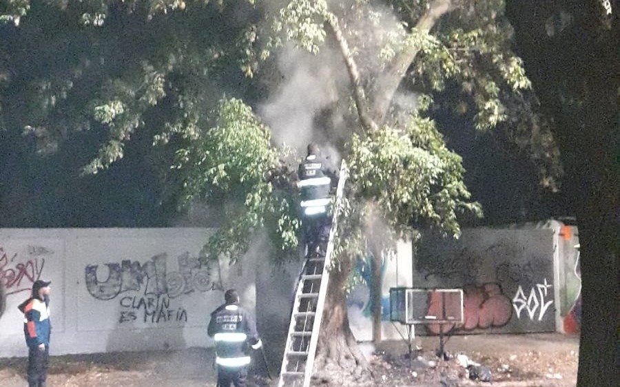 Vecinos de La Plata reclaman la poda de árboles: "Las ramas van a caer encima de las casas y va ser un descontrol"