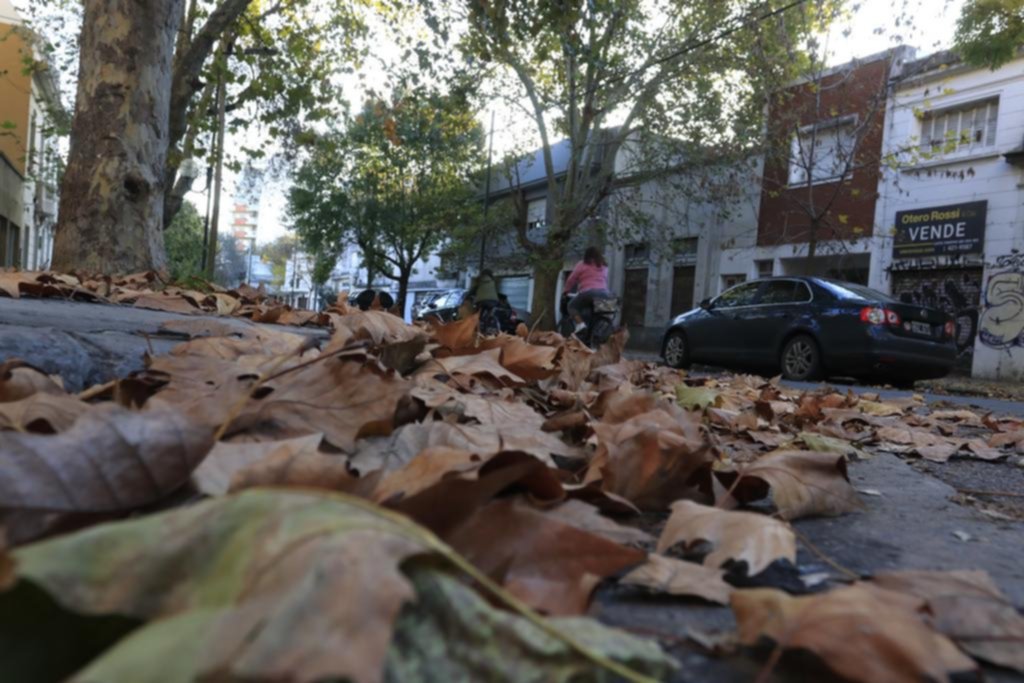 La hojarasca de otoño pone en jaque a los desagües de la Ciudad