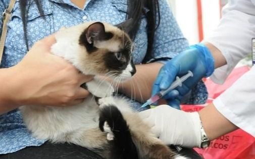 Días y horarios para vacunar y desparasitar gratis a perros y gatos esta semana en La Plata