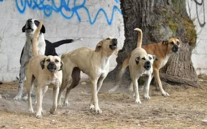 Una jauría atacó a una nena en Córdoba: le amputaron un brazo y tiene pronóstico reservado