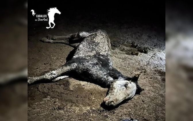 Piden ayuda para una potranca rescatada ayer de Ensenada