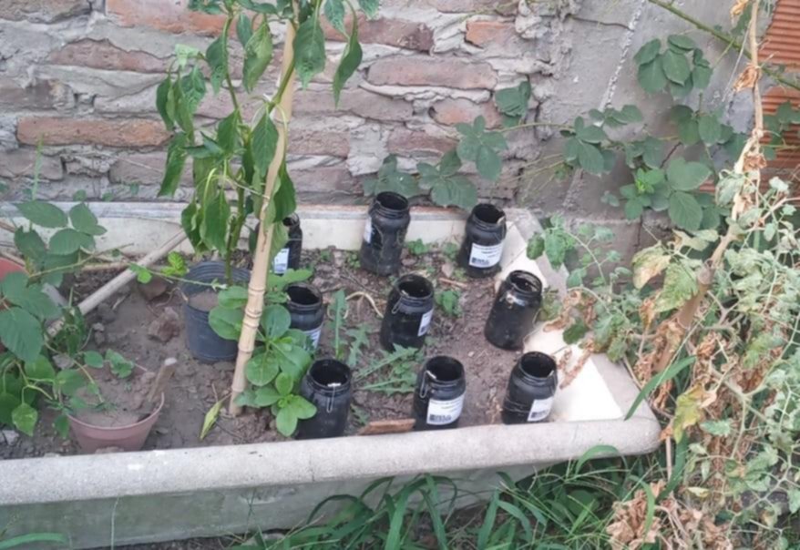 Estudian cebos naturales para controlar al mosquito del dengue