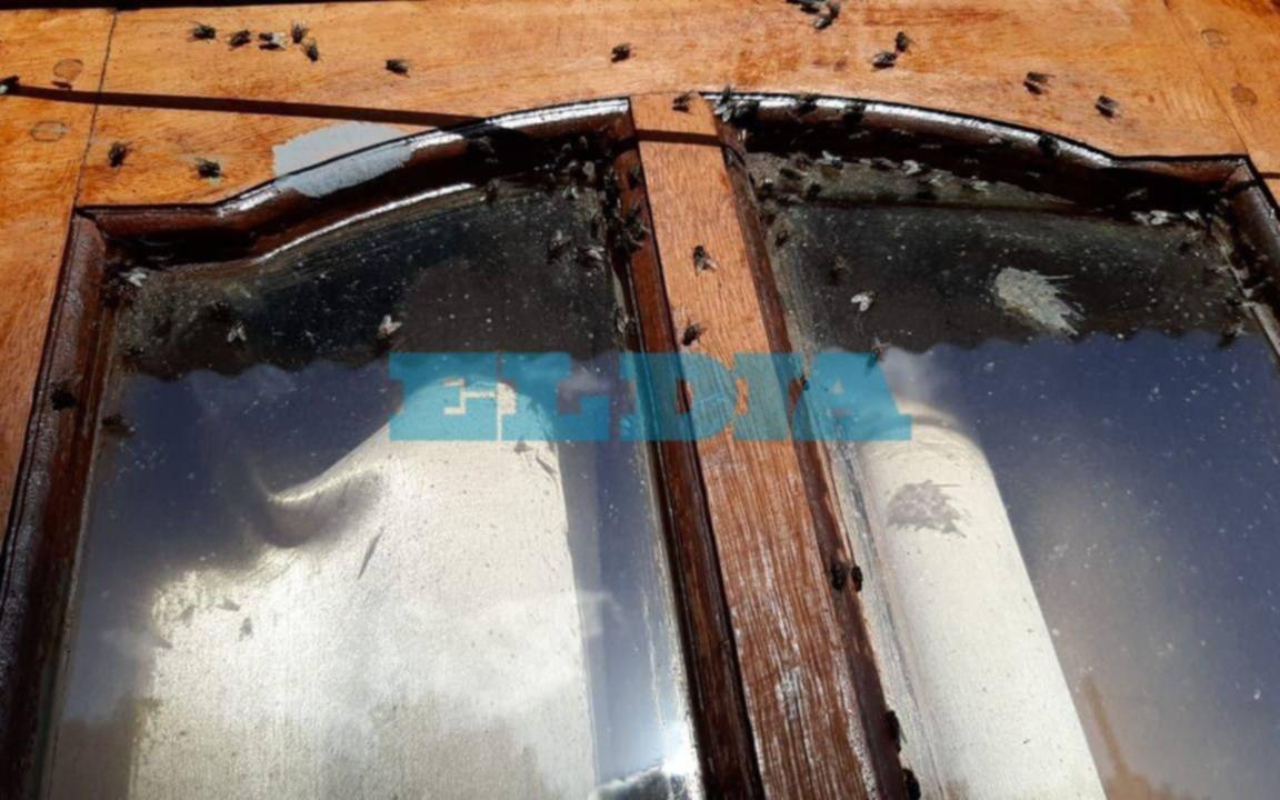Las moscas "invadieron" un barrio de La Plata: vecinos molestos, le apuntan a criaderos avícolas