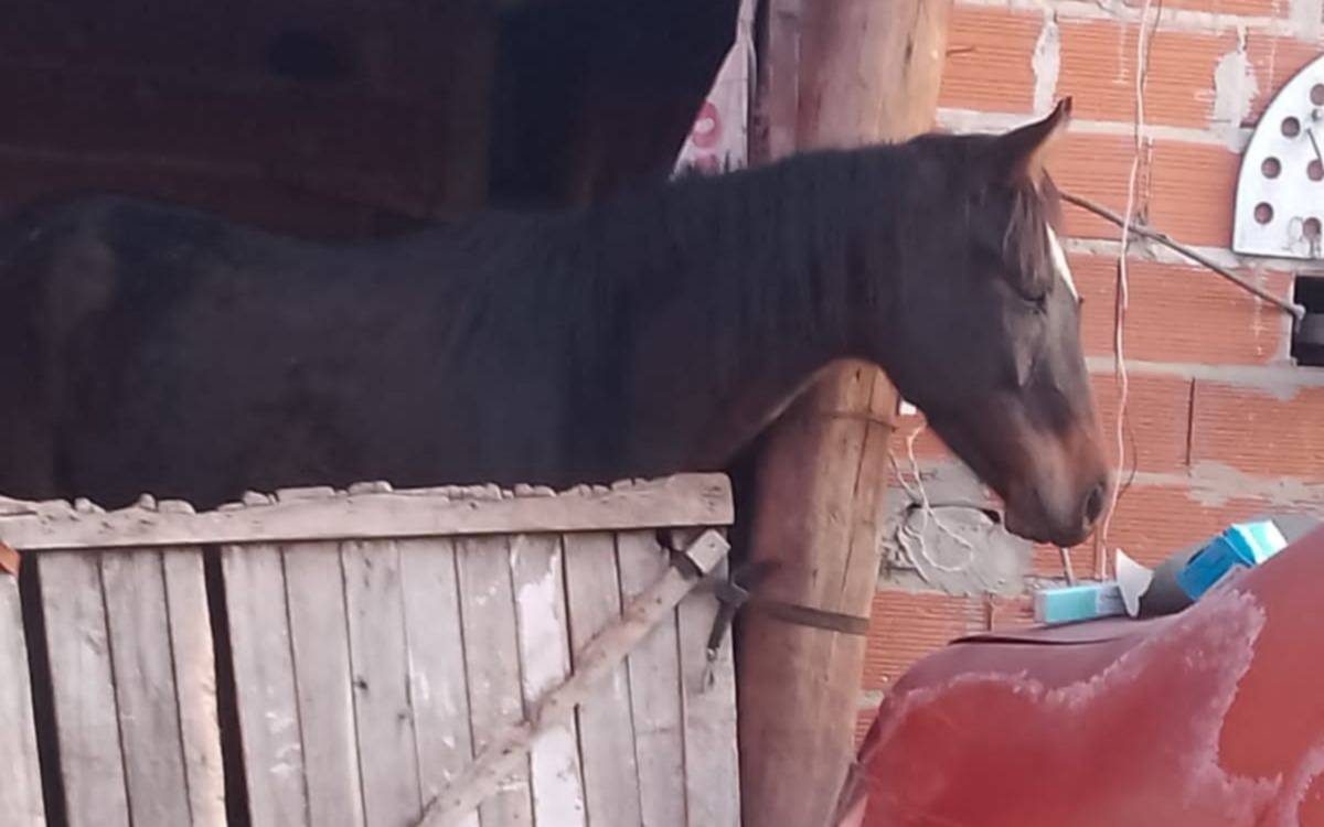 Rescataron un caballo maltratado: allanaron una casa tras una denuncia
