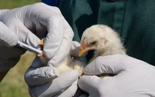 Senasa anunció medidas sanitarias de emergencia por la influeza aviar: nuevas prohibiciones
