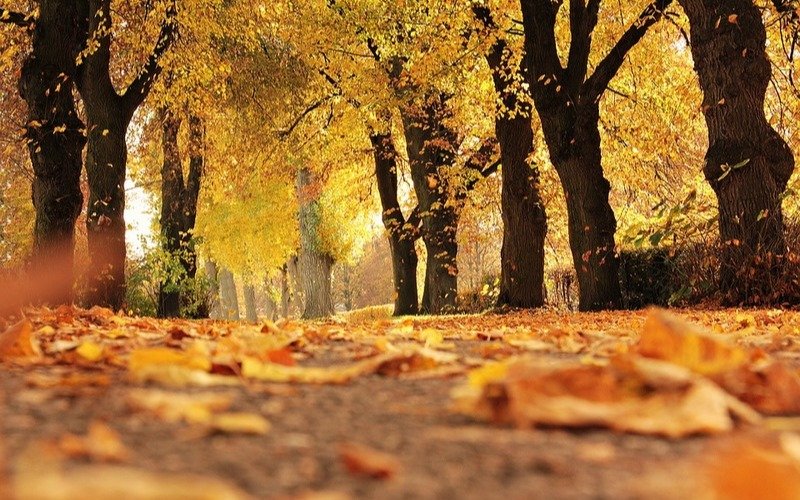 Sigue la primavera otoñal en Quilmes
