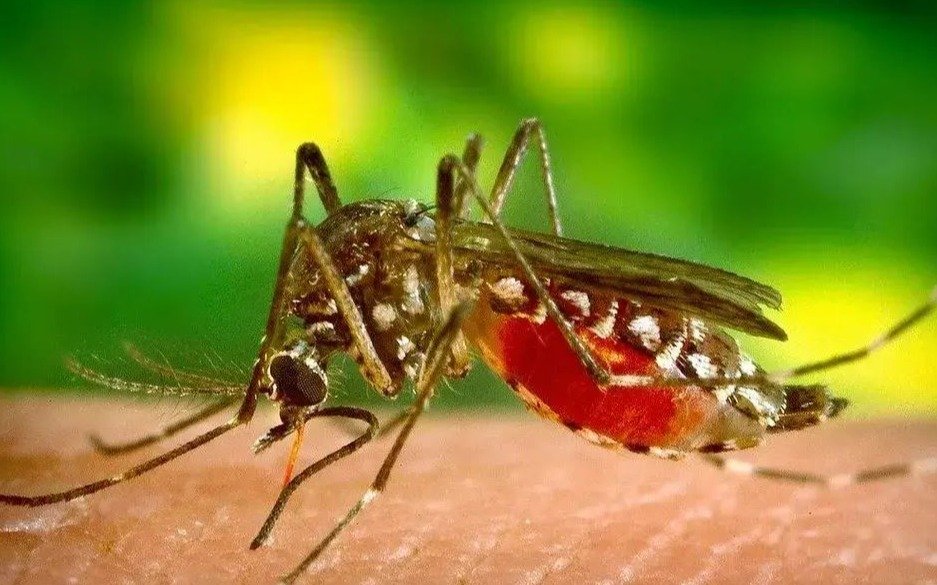 Así afecta el dengue a los municipios que están "en brote" en la Provincia: los casos en La Plata