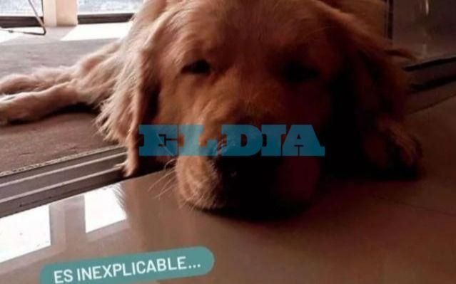 Horror y profundo dolor en la Región por otro caso de envenenamiento masivo de perros: la denuncia de un platense