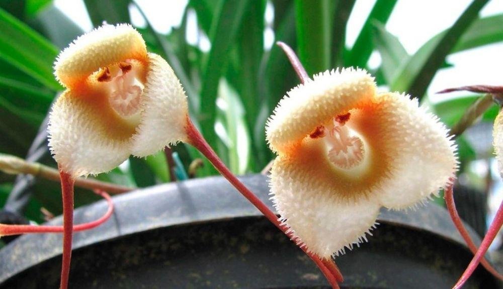 Las adorables orquídeas con cara de mono