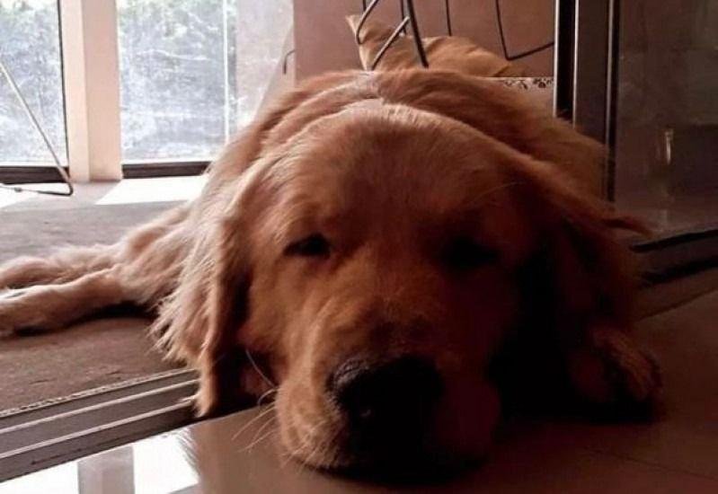 Denuncian el accionar de un envenenador de perros