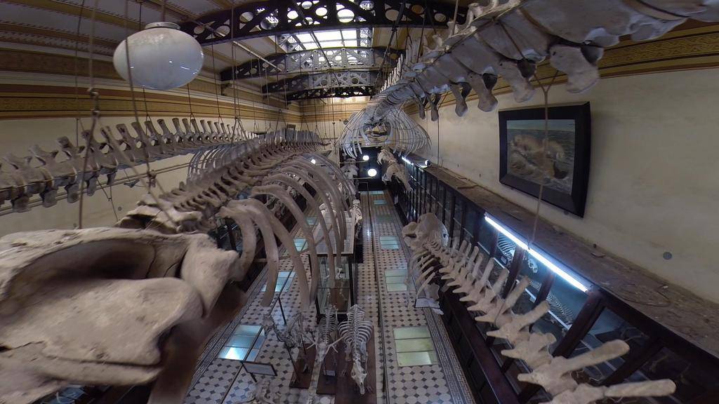 Museos: una cita con el arte y la historia platense