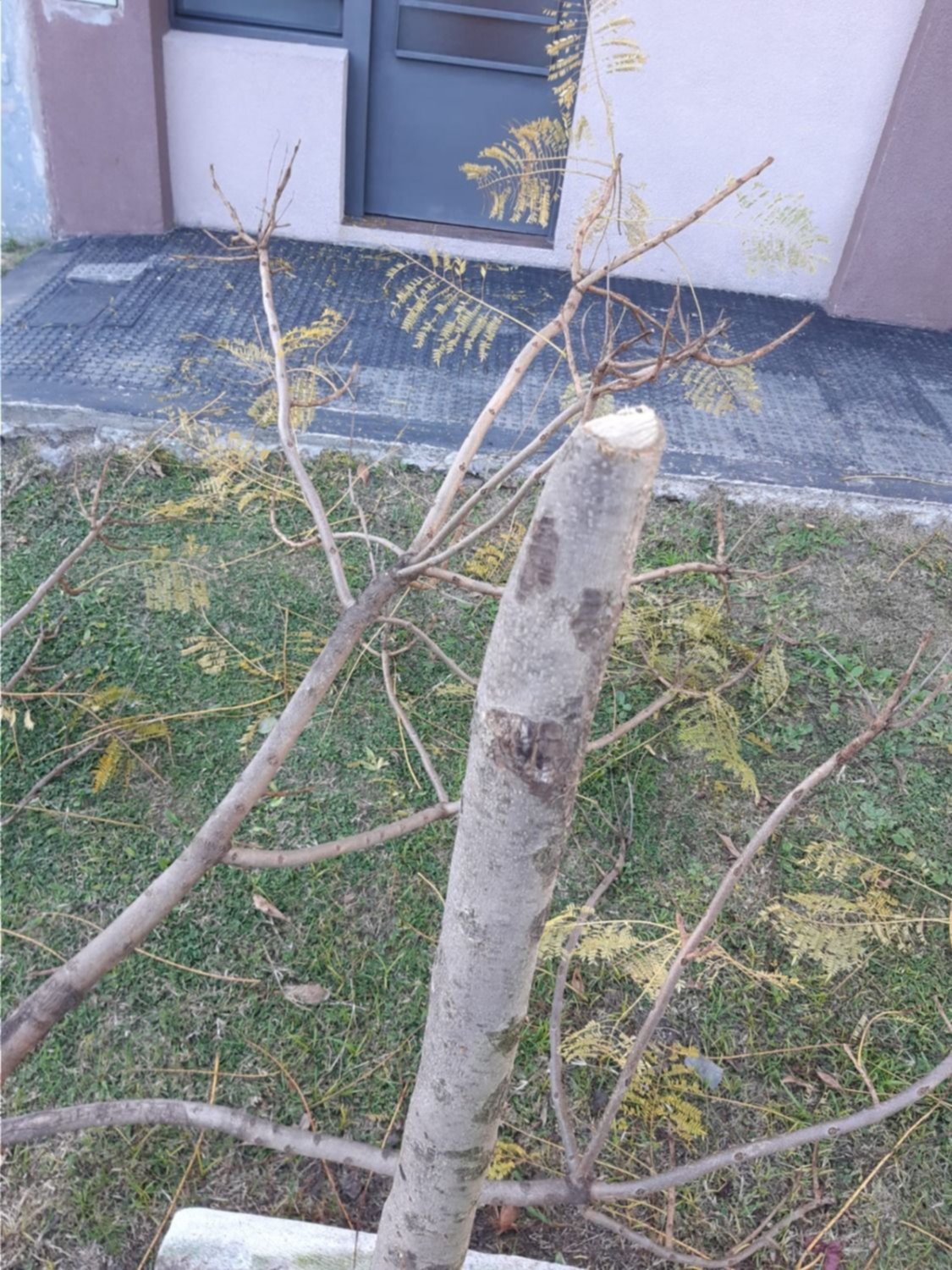 ¡Insólito! Cortaron un árbol en La Plata para robar una bicicleta que estaba atada