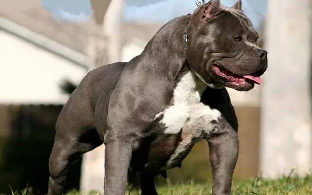 Tremendo susto en La Plata: un pitbull atacó a una nena de 10 años y le provocó heridas