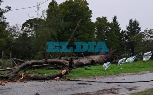 La tormenta tiró árboles y dejó barrios de La Plata sin luz