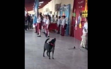 VIDEO. Un perro patriótico en Corrientes: entonó las estrofas del Himno Nacional Argentino en medio de un acto escolar