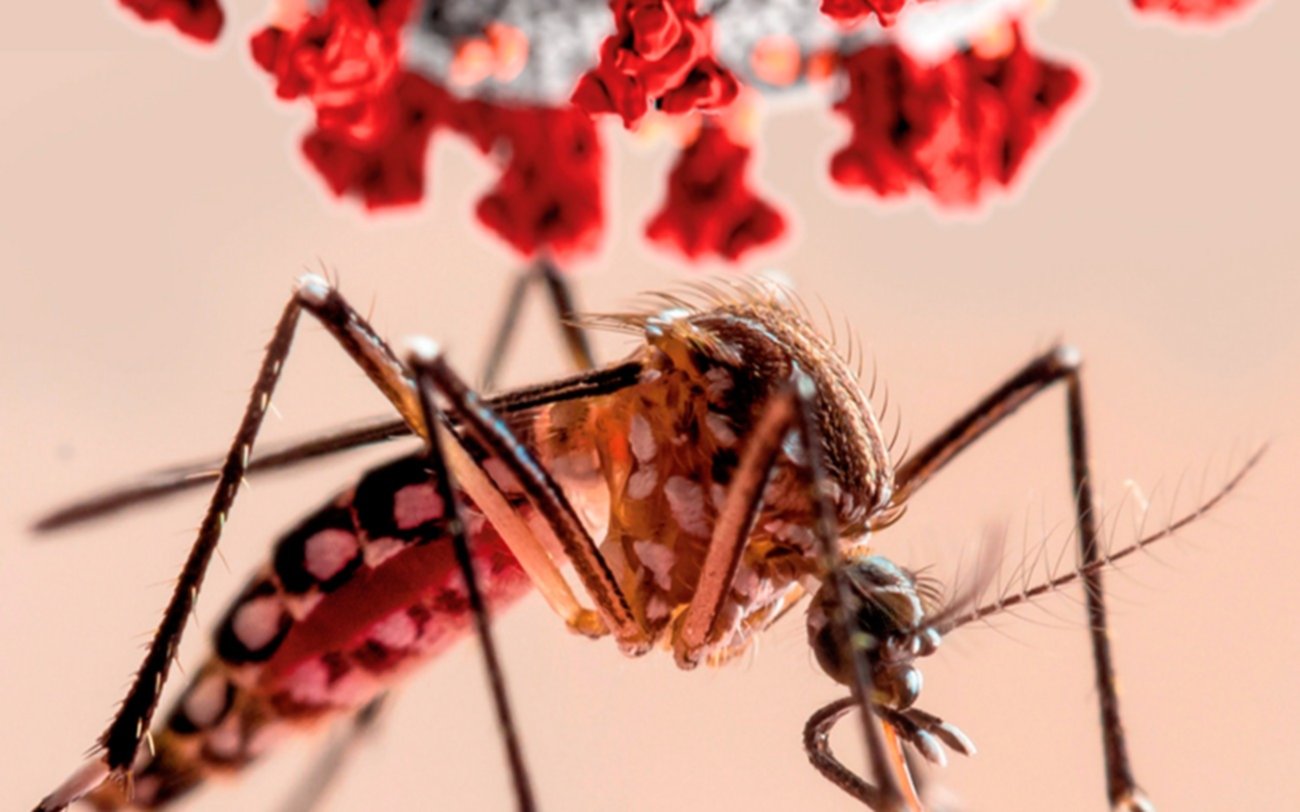 Científicos argentinos descubren cómo el dengue desactiva las defensas del cuerpo