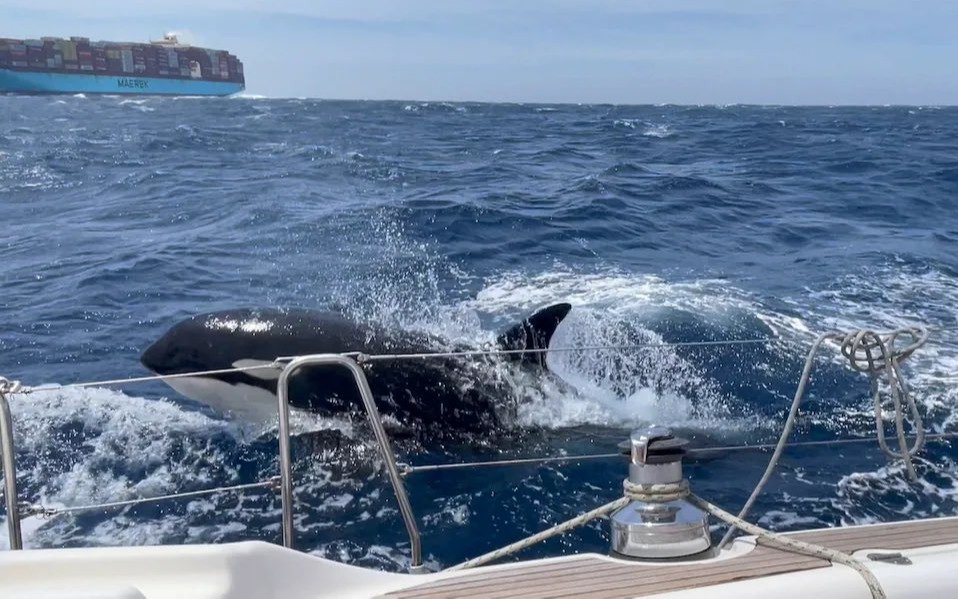 La orca Gladis: tras un choque con barco, enseña a otras orcas a atacar yates y se volvió viral