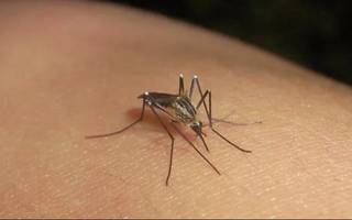 Que se sabe de la nueva invasión de mosquitos en La Plata