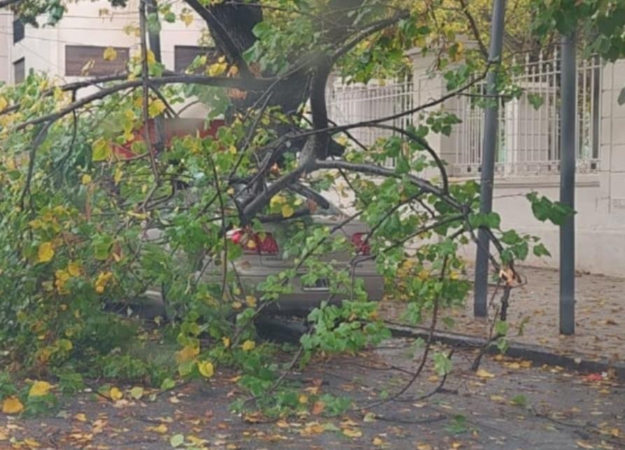 En La Plata hay 5 mil árboles en riesgo: arrancó la temporada de poda