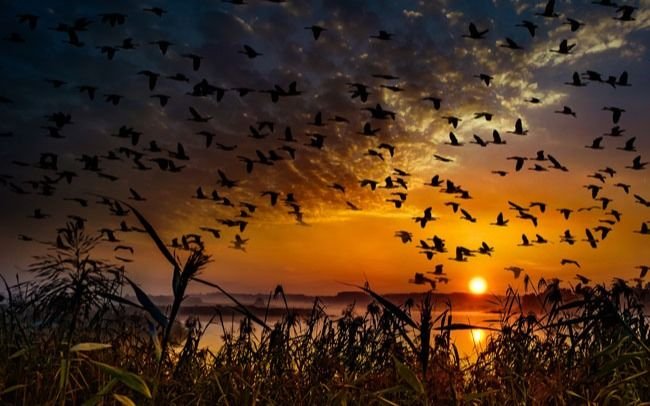 Día Internacional de las Aves Migratorias: ¿Por qué se celebra este 9 de mayo?