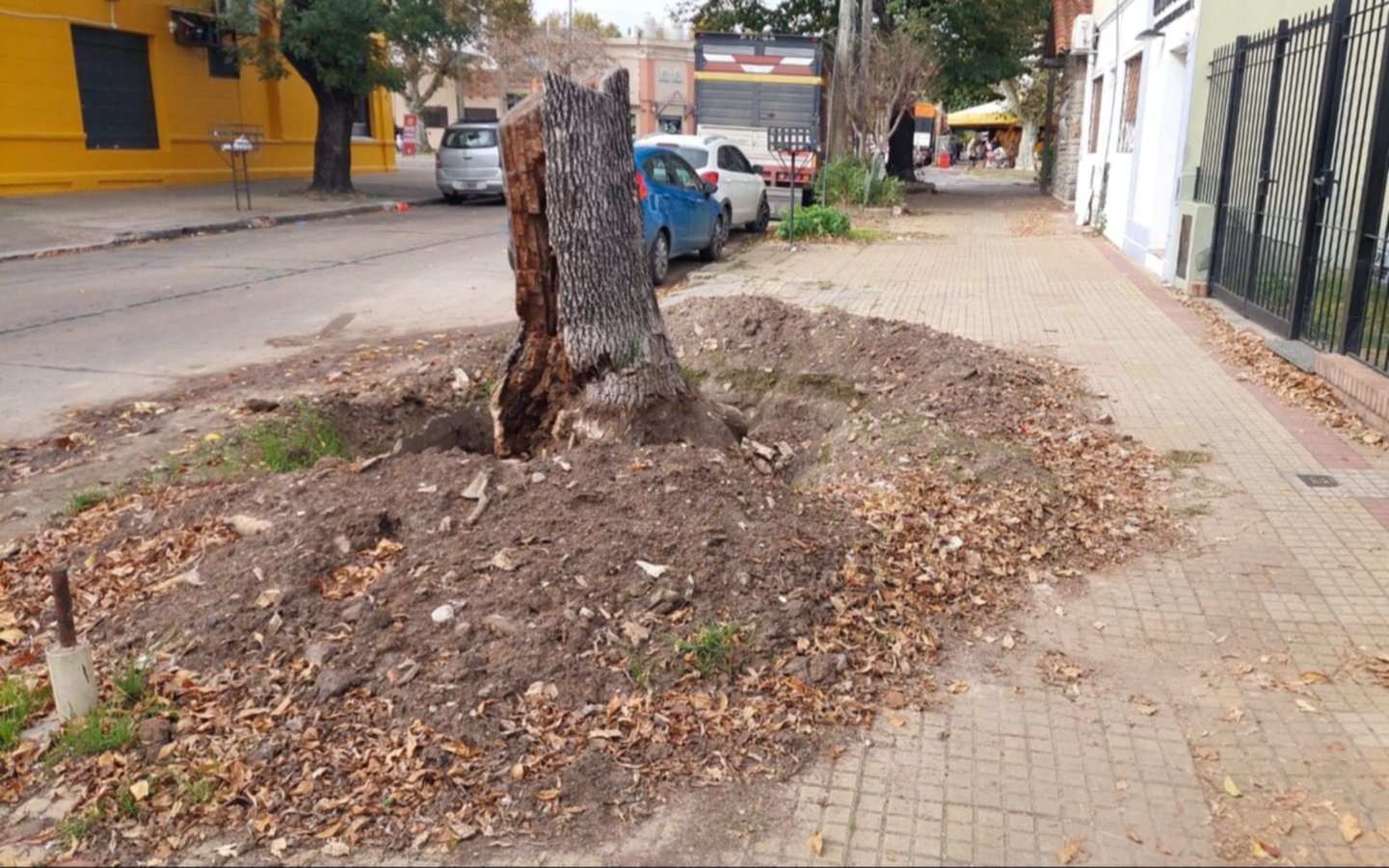 Pidió que le saquen el árbol de la vereda pero le hicieron "un desastre"