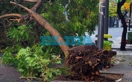 La caída de un árbol en 7 y 49 sorprendió a los vecinos y recomiendan transitar con precaución
