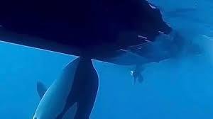 ¡Ojo con las orcas!: la “moda” de encarar a los barcos y chocarlos