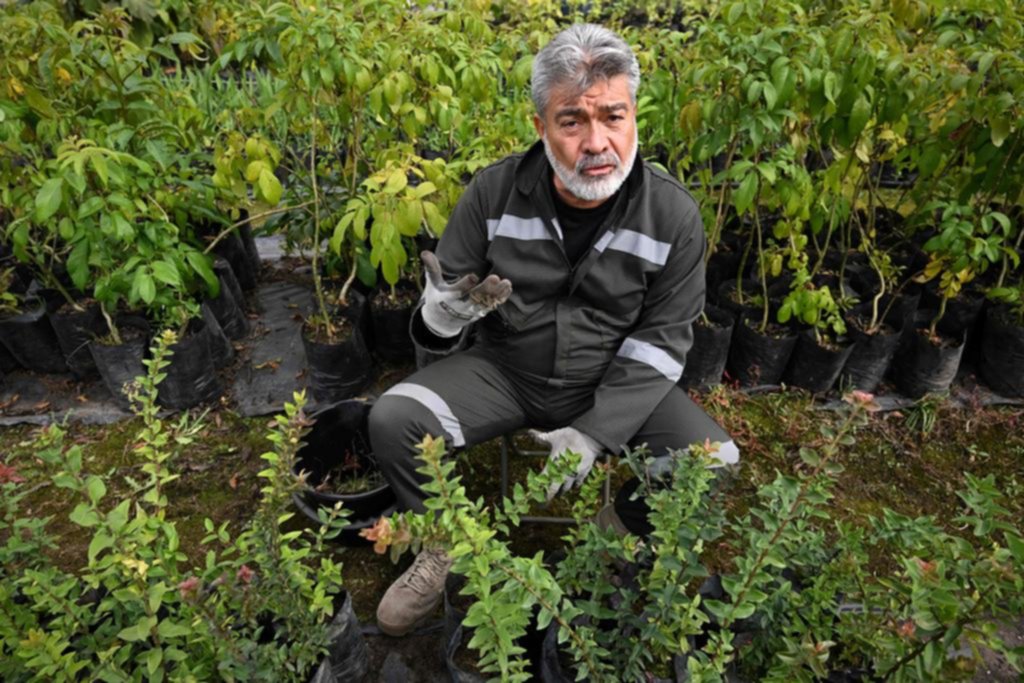 Sembrar árboles: una pena inédita para criminales de guerra en Colombia
