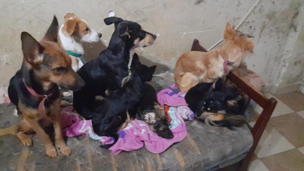 Las mascotas en el edificio, eje de conflictos que se pueden prevenir