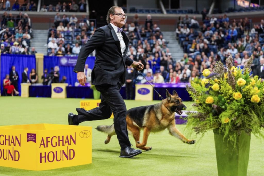 Festival de perros: la belleza y destreza de los canes, en el show más destacado del mundo