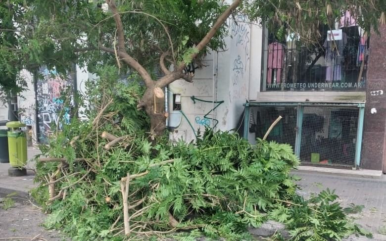 Una poda injustificada provocó la indignación de los vecinos en el Centro
