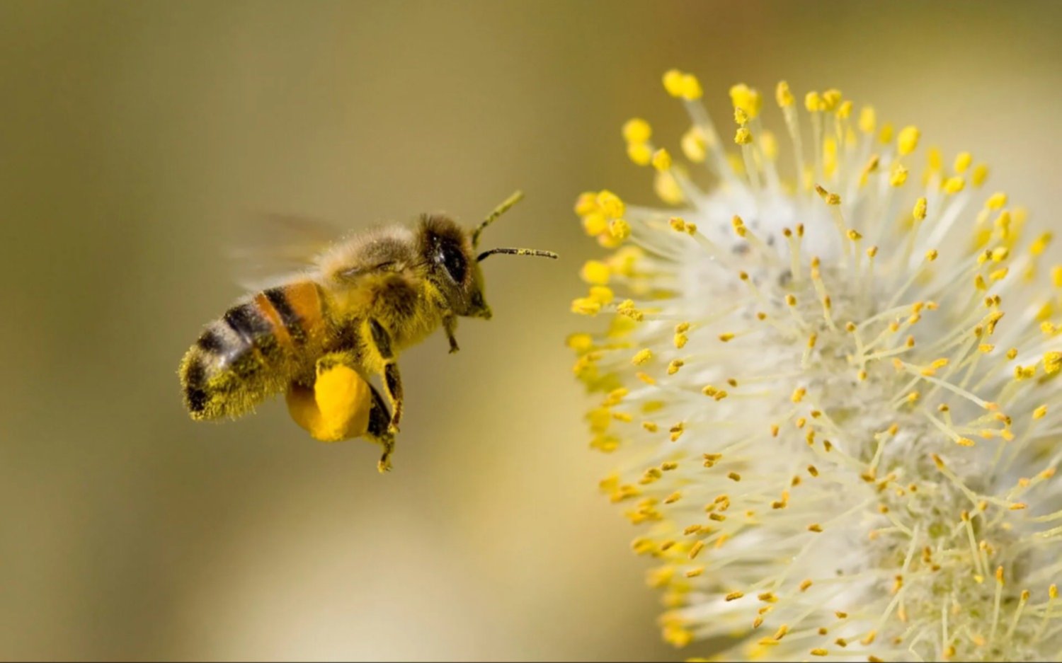 Día Mundial de las Abejas: ¿Por qué se celebra este 20 de mayo?