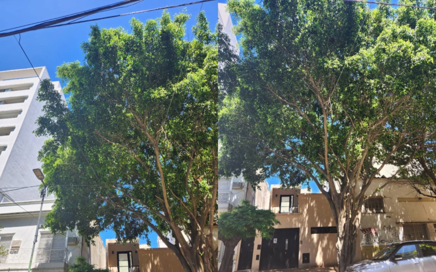 Piden poda urgente para un árbol en el Barrio El Mondongo