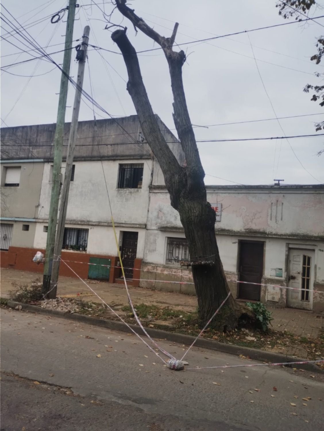 Alertan por un árbol a punto de caer  en Barrio Hipódromo: "Puede lastimar a alguien"