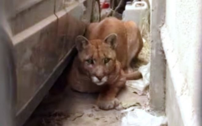 Un "lindo gatito"... Sorpresa para una vecina de Necochea, que encontró un puma en su garaje