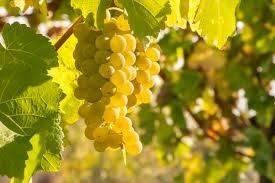 Para ir festejando el Día del Chardonnay
