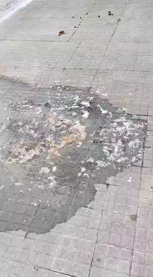 Desborde cloacal en la vereda de 5 entre 69 y 70